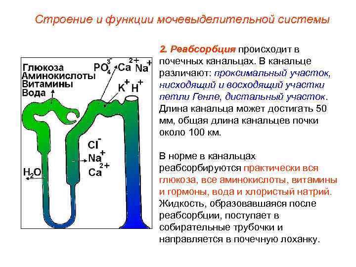 Строение и функции мочевыделительной системы 2. Реабсорбция происходит в почечных канальцах. В канальце различают: