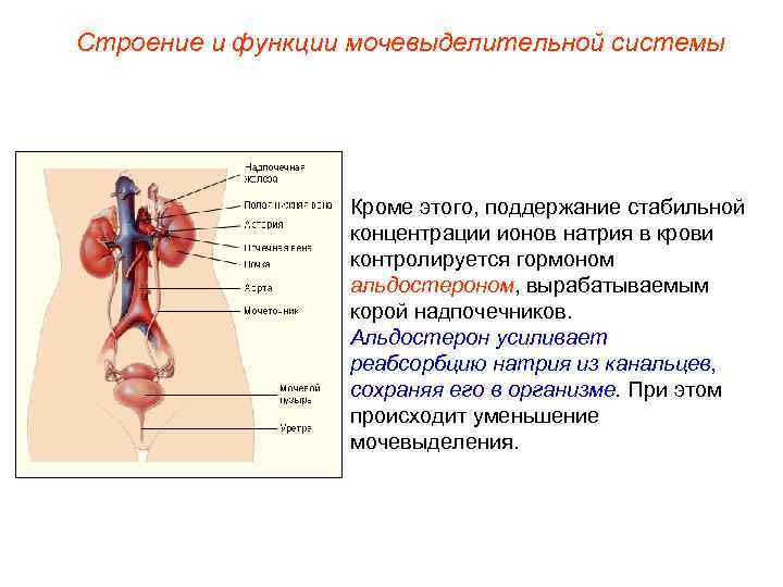 Строение и функции мочевыделительной системы Кроме этого, поддержание стабильной концентрации ионов натрия в крови