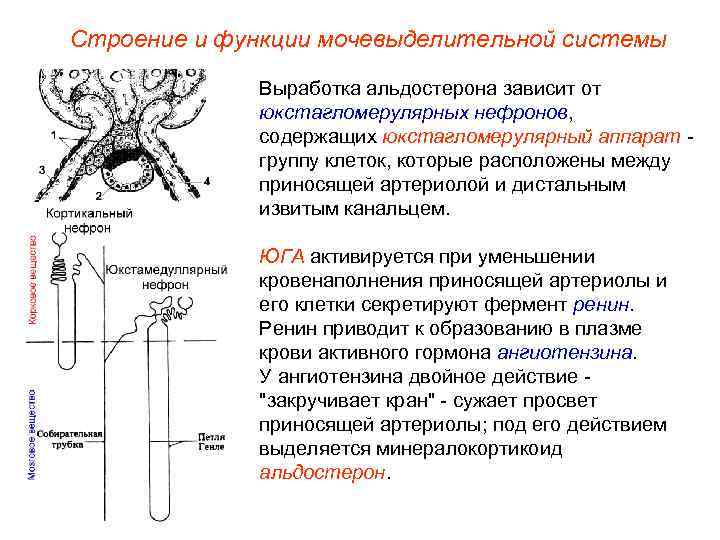 Строение и функции мочевыделительной системы Выработка альдостерона зависит от юкстагломерулярных нефронов, содержащих юкстагломерулярный аппарат