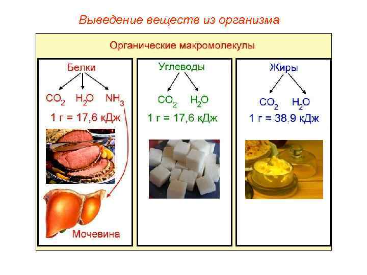 Выведение веществ из организма 