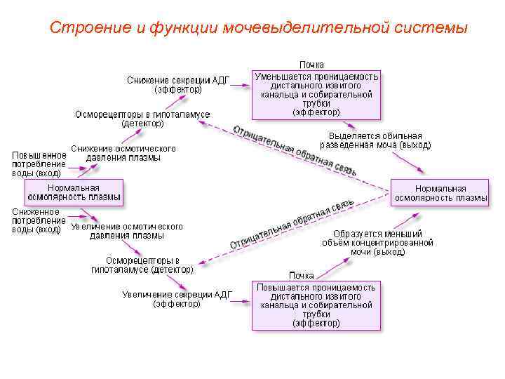 Строение и функции мочевыделительной системы 