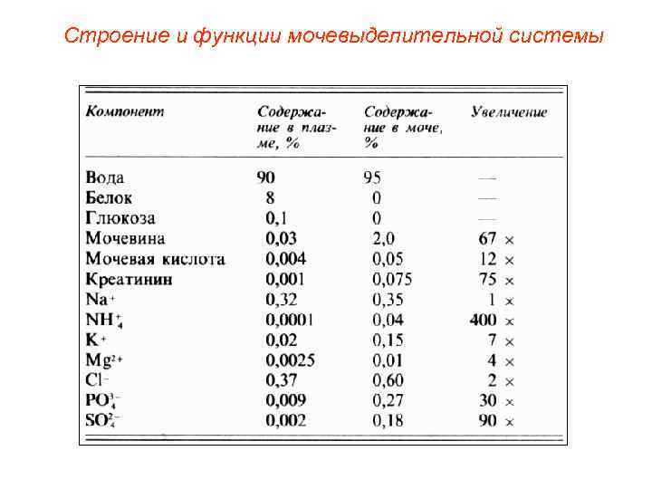 Строение и функции мочевыделительной системы 