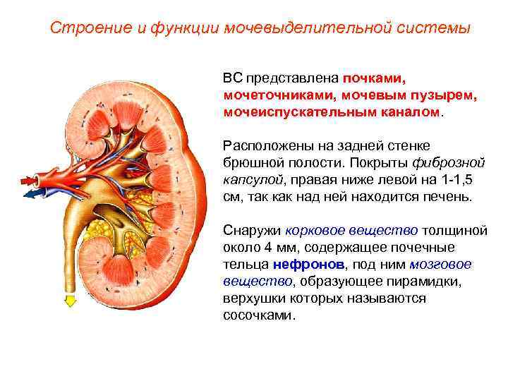 Строение и функции мочевыделительной системы ВС представлена почками, мочеточниками, мочевым пузырем, мочеиспускательным каналом. Расположены