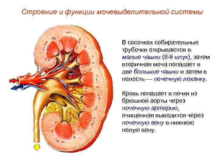 Строение и функции мочевыделительной системы В сосочках собирательные трубочки открываются в малые чашки (8
