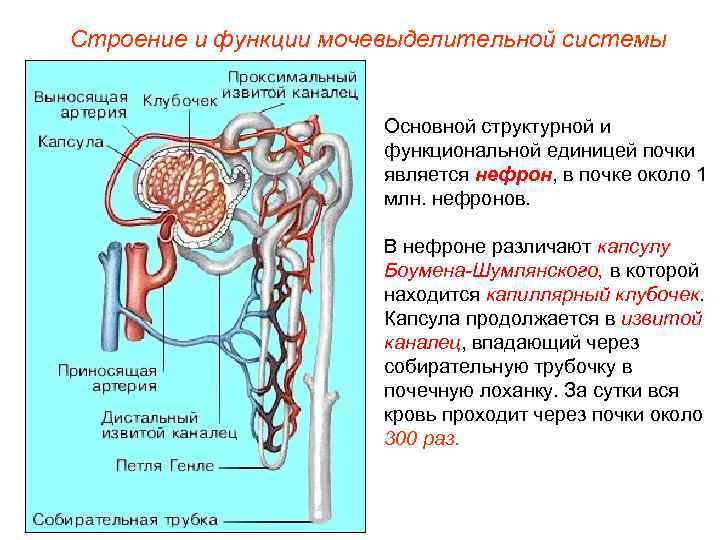 Строение мочевыделительной системы человека рисунок с подписями