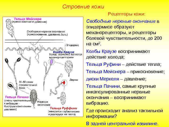 Виды механорецепторов презентация