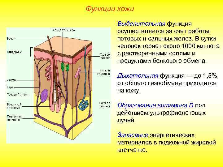 Защитная функция кожи картинки