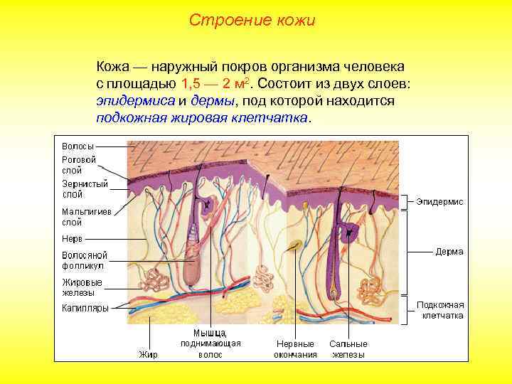 Наружные покровы тела строение и функции кожи 8 класс презентация