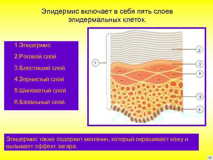 Клетки росткового слоя эпидермиса делятся. Слои эпидермиса.