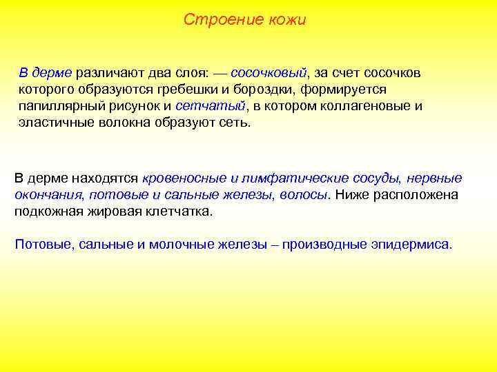 Строение кожи В дерме различают два слоя: — сосочковый, за счет сосочков которого образуются