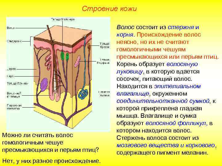 Конспект по биологии покровы тела. Строение кожи меланин пигмент. Строение дермы кожи человека. Покровы тела человека строение и функции кожи.