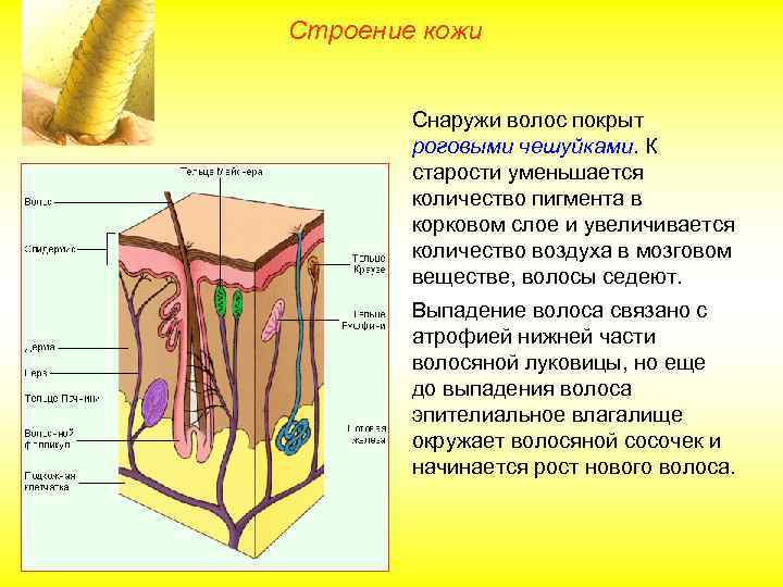 Строение кожи Снаружи волос покрыт роговыми чешуйками. К старости уменьшается количество пигмента в корковом