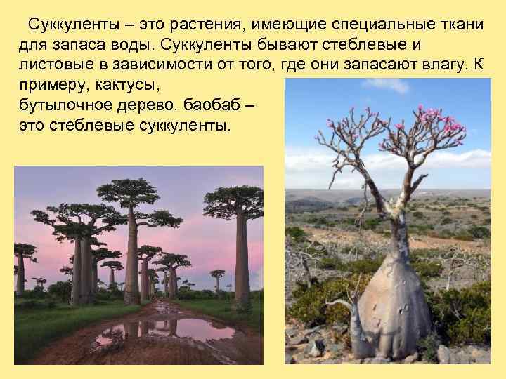 Суккуленты – это растения, имеющие специальные ткани для запаса воды. Суккуленты бывают стеблевые и