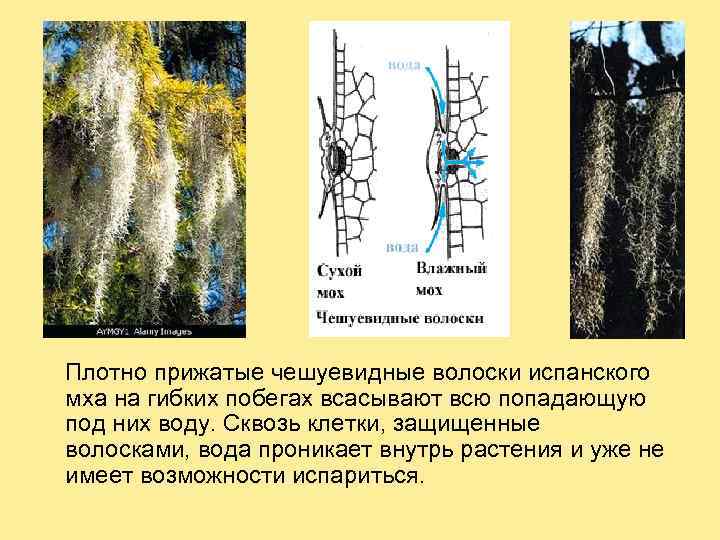 Плотно прижатые чешуевидные волоски испанского мха на гибких побегах всасывают всю попадающую под них