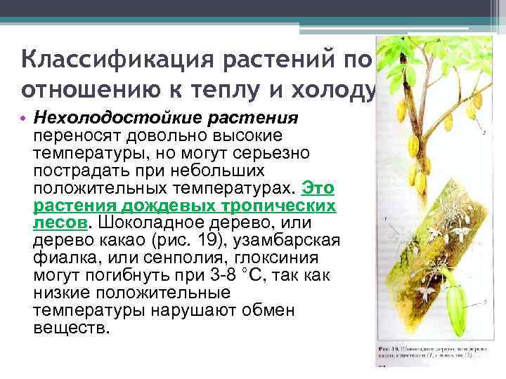 Классификация растений по отношению к теплу и холоду • Нехолодостойкие растения переносят довольно высокие