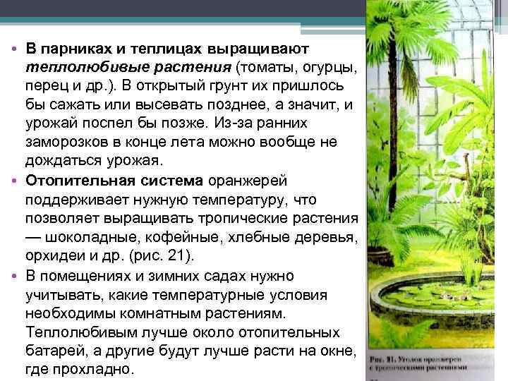  • В парниках и теплицах выращивают теплолюбивые растения (томаты, огурцы, перец и др.