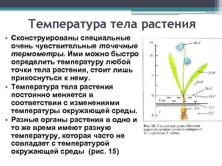 Температура тела растения • Сконструированы специальные очень чувствительные точечные термометры. Ими можно быстро определить