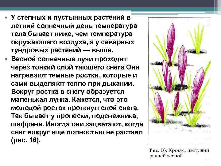  • У степных и пустынных растений в летний солнечный день температура тела бывает