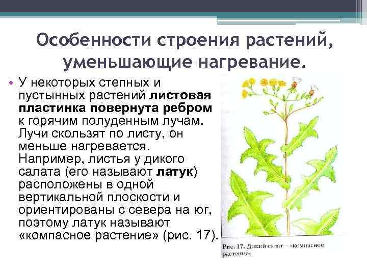 Особенности строения растений, уменьшающие нагревание. • У некоторых степных и пустынных растений листовая пластинка