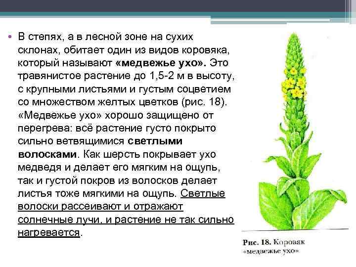  • В степях, а в лесной зоне на сухих склонах, обитает один из