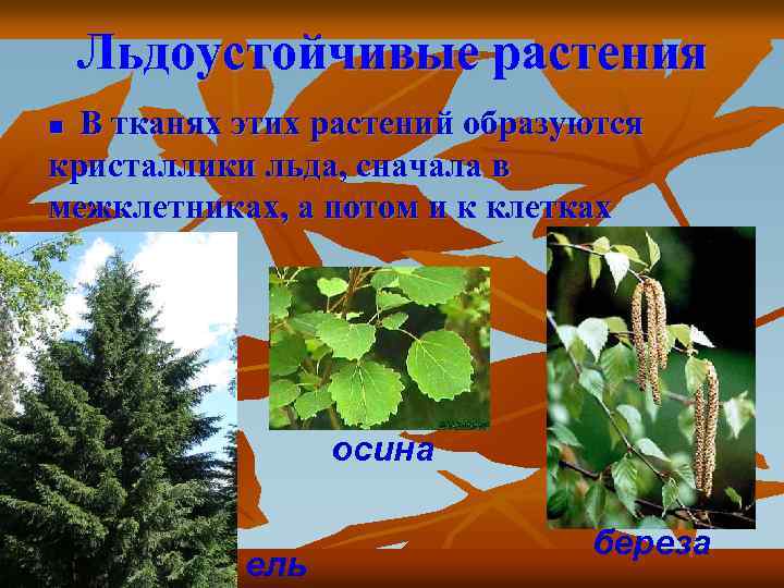 Льдоустойчивые растения В тканях этих растений образуются кристаллики льда, сначала в межклетниках, а потом