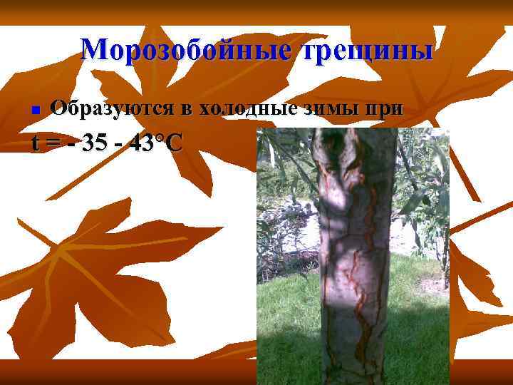 Морозобойные трещины n Образуются в холодные зимы при t = - 35 - 43°С
