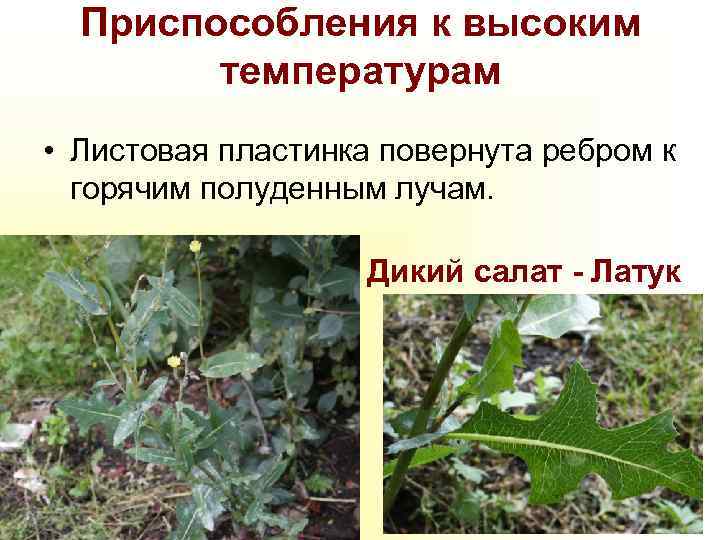 Приспособления к высоким температурам • Листовая пластинка повернута ребром к горячим полуденным лучам. Дикий