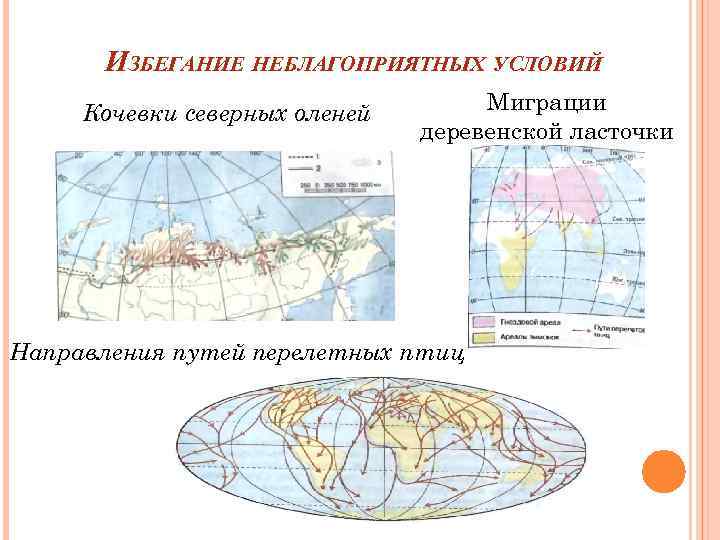 ИЗБЕГАНИЕ НЕБЛАГОПРИЯТНЫХ УСЛОВИЙ Кочевки северных оленей Миграции деревенской ласточки Направления путей перелетных птиц 