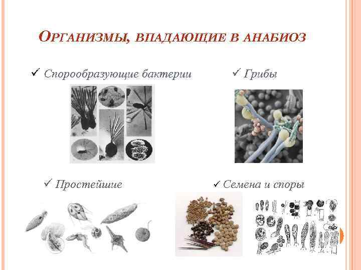 ОРГАНИЗМЫ, ВПАДАЮЩИЕ В АНАБИОЗ ü Спорообразующие бактерии ü Простейшие ü Грибы ü Семена и