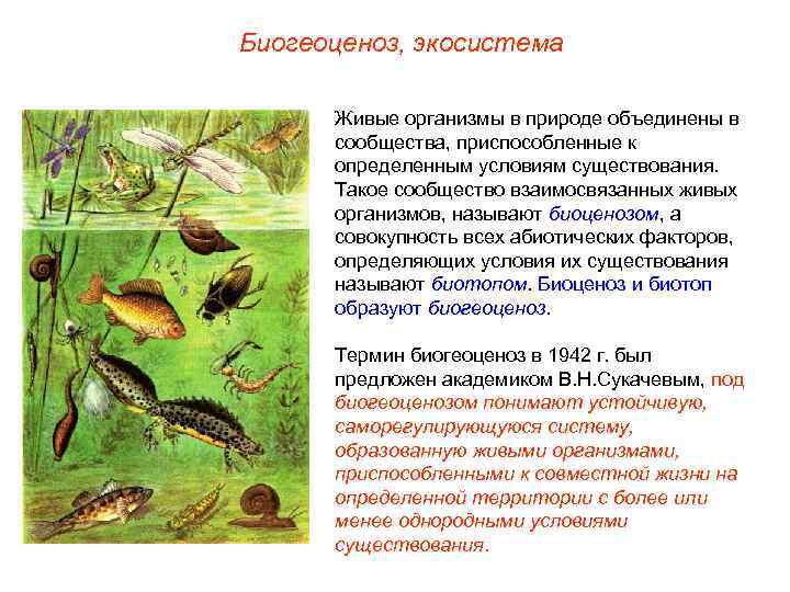 Биогеоценоз, экосистема Живые организмы в природе объединены в сообщества, приспособленные к определенным условиям существования.