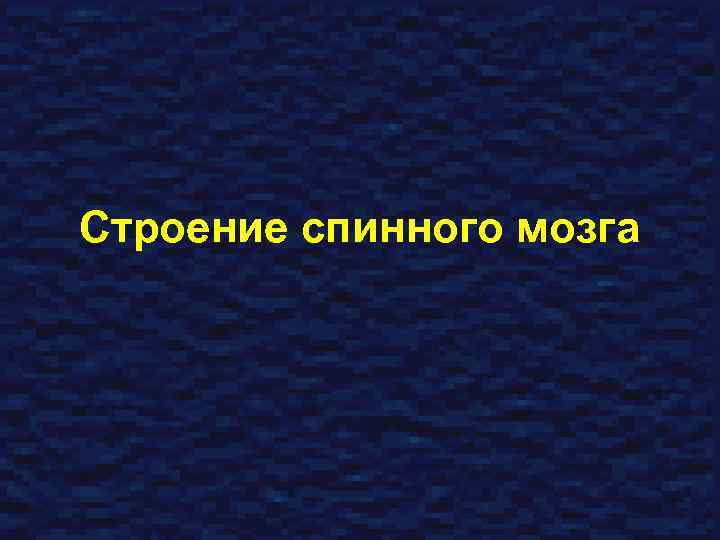 Строение спинного мозга 