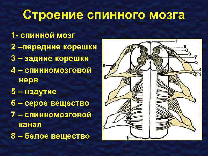 Строение спинного мозга 1 - спинной мозг 2 –передние корешки 3 – задние корешки