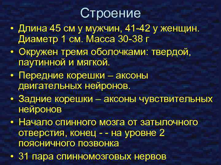 Строение • Длина 45 см у мужчин, 41 -42 у женщин. Диаметр 1 см.