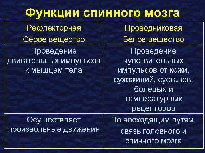 Функции спинного мозга Рефлекторная Серое вещество Проведение двигательных импульсов к мышцам тела Осуществляет произвольные