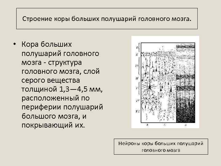 Строение коры больших полушарий головного мозга. • Кора больших полушарий головного мозга - структура