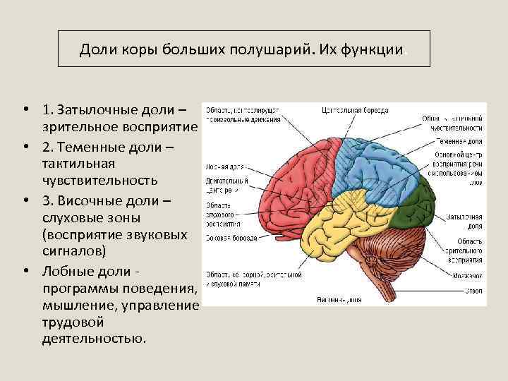 Доли коры больших полушарий. Их функции. • 1. Затылочные доли – зрительное восприятие •