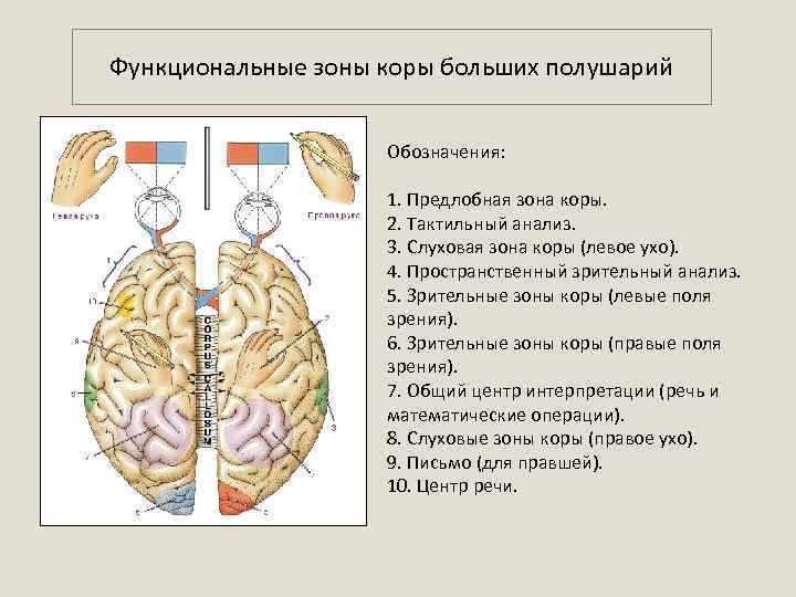Функциональные зоны коры больших полушарий Обозначения: 1. Предлобная зона коры. 2. Тактильный анализ. 3.