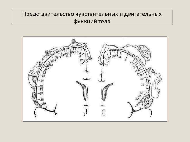 Представительство чувствительных и двигательных функций тела 