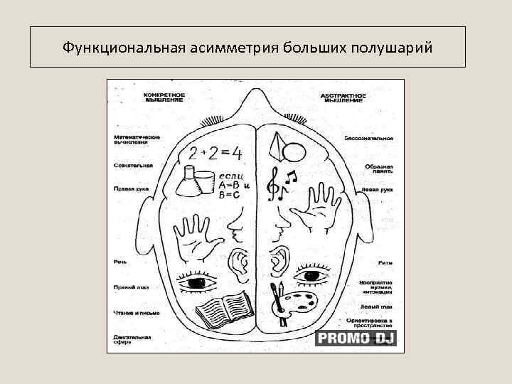 Функциональная асимметрия больших полушарий 