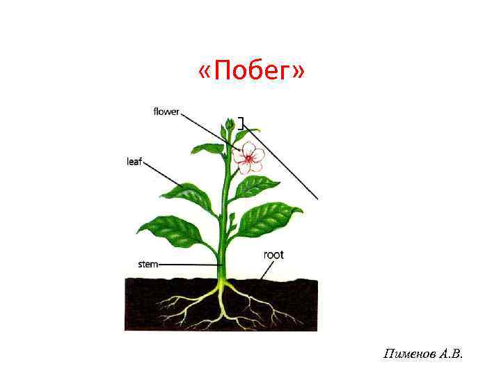  «Побег» Пименов А. В. 