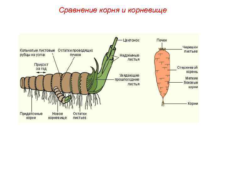 Чем отличается корневище. Корень и корневище. Сходства корня и корневища. Как отличить корневище от корня. Чем отличается корневище от корня.