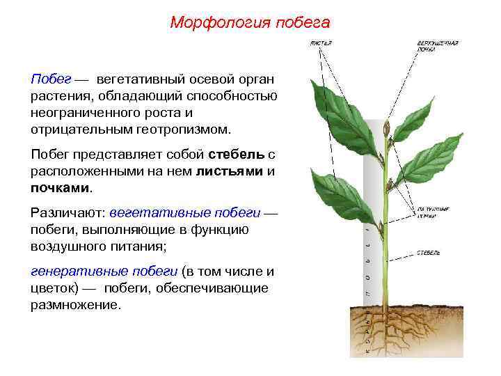 Морфология побега Побег — вегетативный осевой орган растения, обладающий способностью неограниченного роста и отрицательным