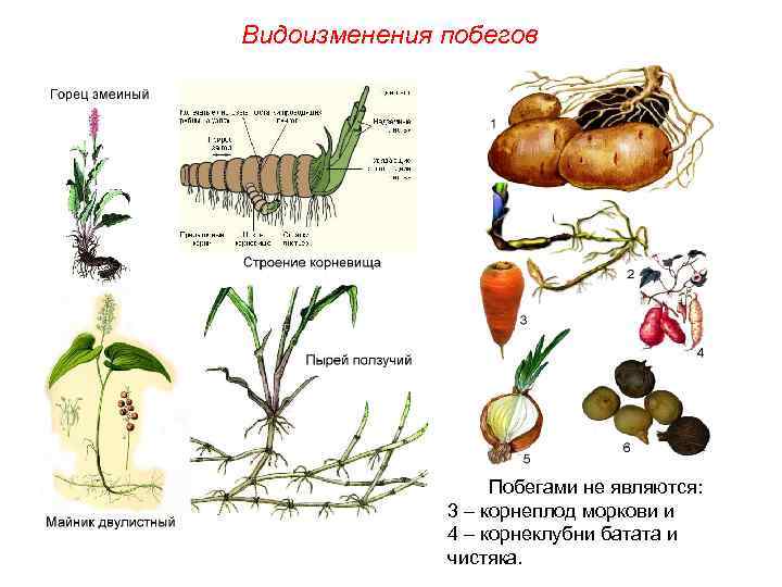 Видоизменения побегов Побегами не являются: 3 – корнеплод моркови и 4 – корнеклубни батата