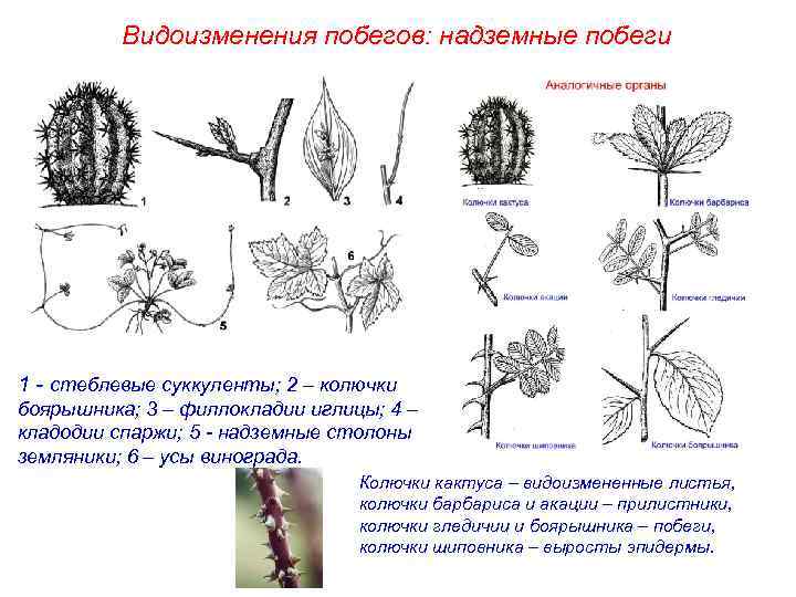 Усики винограда изображенные на рисунке являются видоизмененными