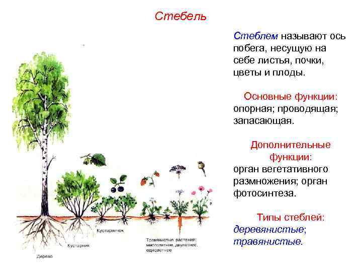 Покажите стрелками и подпишите на рисунке стебель пазушную почку и основание