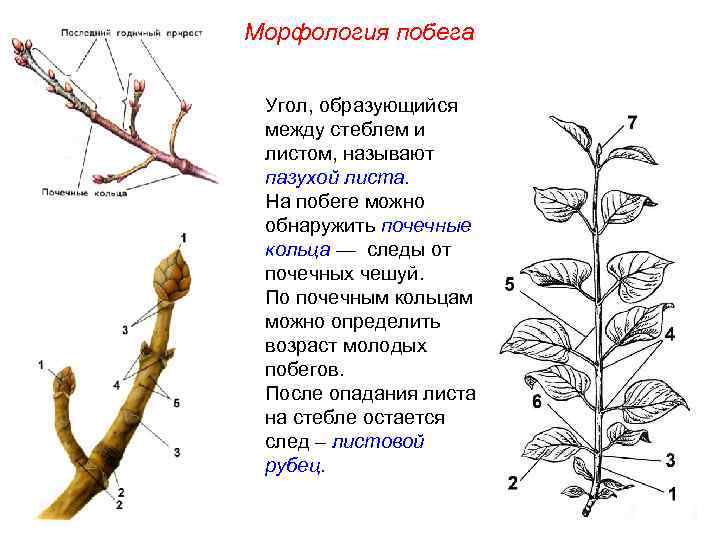 Морфология побега Угол, образующийся между стеблем и листом, называют пазухой листа. На побеге можно