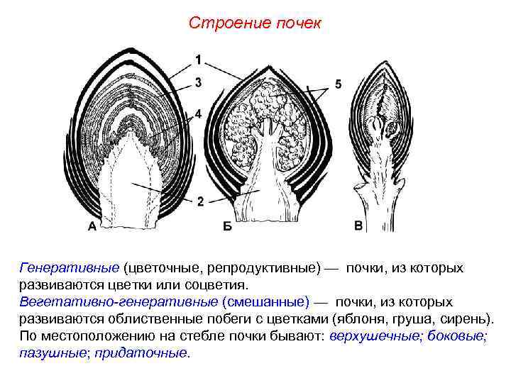 Строение почек Генеративные (цветочные, репродуктивные) — почки, из которых развиваются цветки или соцветия. Вегетативно-генеративные