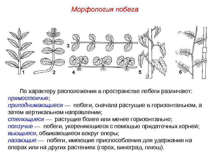 Морфология побега По характеру расположения в пространстве побеги различают: прямостоячие; приподнимающиеся — побеги, сначала