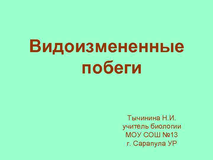 Видоизмененные побеги Тычинина Н. И. учитель биологии МОУ СОШ № 13 г. Сарапула УР