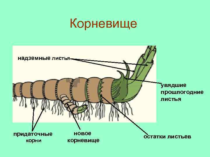 Корневище надземные листья увядшие прошлогодние листья придаточные корни новое корневище остатки листьев 